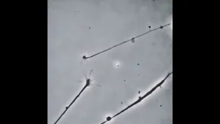 Two neurons sense each other trying to connect.