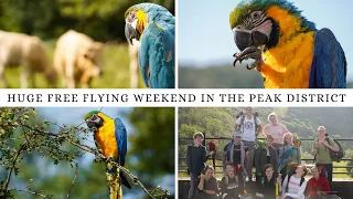 FREE FLYING MACAWS FROM ALL OVER THE UK MEET UP IN THE PEAK DISTRICT | SHELBY THE MACAW