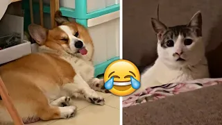 Funniest Animals 2023 🤣 - Funny Cats and Dogs 😹🐶  -Funny Animal Videos 😂#49