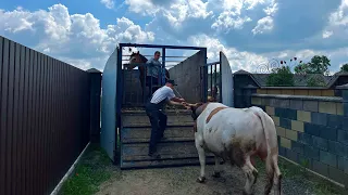 Правда про продажу биків мʼясом❌! Справи на будівництві! Рівненщина!