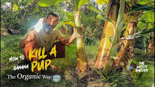 HOW TO KILL BANANA PUPS- the organic way