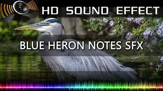 Great Blue Heron Bird Call Sound Effect 🔉🐦 | HQ