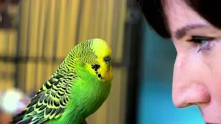 Try to resist Challenge - Funniest bird videos awesome compilation 2019