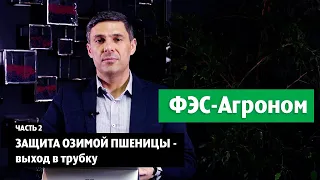 Защита озимой пшеницы - выход в трубку. Часть 2