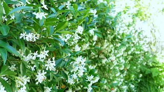 Star Jasmine (Trachelospermum jasminoides)