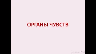 Лекция №4 по гистологии. Органы чувств. Орган слуха.