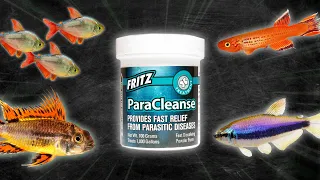 How to Treat Fish with Internal Parasites | Skinny Disease, Bloating, White Stringy Poop