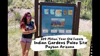 Fossils fossils fossils!!! ￼Indian Gardens 300 Million yro Fossils #arizona #adventure