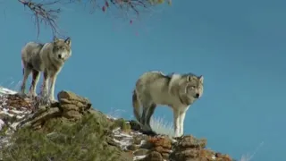 Нужны ли волки на Таганае