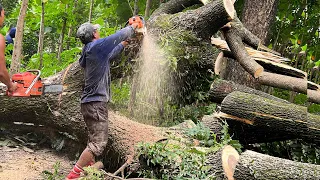 2 Strongest chainsaws !! Stihl ms 881 & Husqvarna 3120xp Vs 2 trembesi trees.