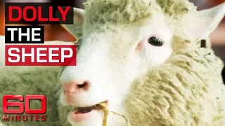 Incredible science behind cloning Dolly the sheep | 60 Minutes Australia
