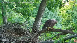 Hays Eagles 3-4 yr subadult visitor moves a big rail stick-pesky bluejay tries to eject! 05-18-2024