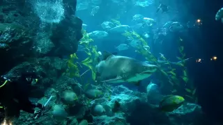 Sand Tiger Shark feeding