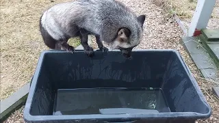 Лиса ловит жука в воде