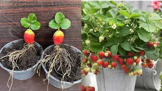 New Idea: No Need To Any Garden To Grow Strawberries Plants From Strawberry Fruit