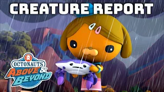 Octonauts: Above & Beyond - Desert Flooding | Creature Report | Compilation | @OctonautsandFriends