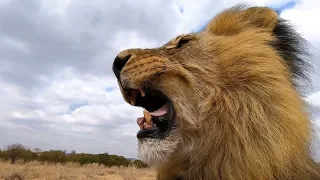 Bobcat & Gabby, Scents and Sense Abilities - Lion Smell, Part 2 | The Lion Whisperer