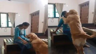 Buzo mummy ko bahar jaane nahin de raha hai  ||golden retriever dog funny video #animal #cute