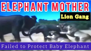 Mother Elephant Failed to Protect Baby😢#Lion Gang#37