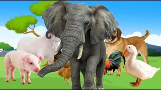 Learn about Adorable Animals : Cat, dog, duck, otter, cow, lion, squirrel, gorilla - Part 2✅