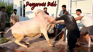 Major You Will Be Missed 💔 - My Eid Ul Adha Vlog 03 - Dangerous Cow Qurbani 2023 - Major Ka Nakhra