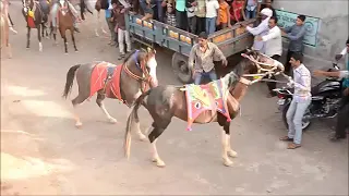 Horse fight