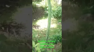 AMPALAYA/Bitter gourd#short video