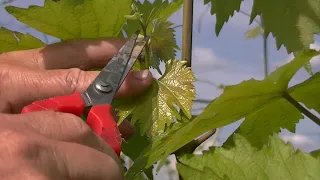 Зелёные операции на винограднике