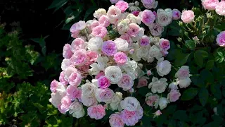 РОЗОВОЕ ЧУДО. МАХРОВЫЕ МУСКУСНЫЕ ГИБРИДЫ. Musky roses. Rose Garden. Beautiful roses.