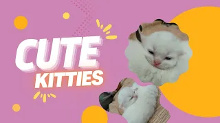 A moment of Cute kitties | Lovely kittens