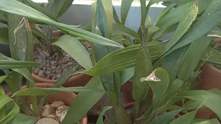 RESULTADO  DAS ORQUÍDEAS  ONCIDIUM  🤔 DEPOIS DA FLORAÇÃO   DO REPLANTE  DA ORQUÍDEAS DA ROÇA 🥰🙏