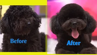 Poodle Grooming Instructions - How to Groom a Poodle - cute baby dogs video #9