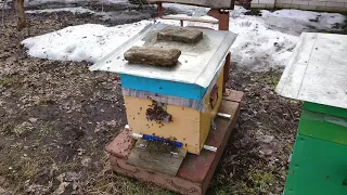 Итоги зимовки пчёл 2018 | ПчелоСад