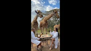 Giraffe 🦒 The Tallest Animal In The World #shorts#giraffe