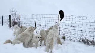 Guardian Dogs Hold The Line Against A Raccoon. No Animals Harmed