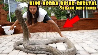 INILAH KING KOBRA BESAR KARAKTER GILA SERANG DEDE INOEN