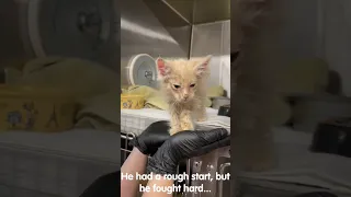 Tiny kitten overcomes calici virus