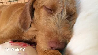 Luca Our Wirehaired Vizsla Puppy!