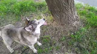 Favorite animals - the best time, a morning walk with pets, silence, sun, birds