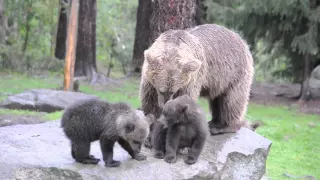 Brown Bear mother and cubs - Finland