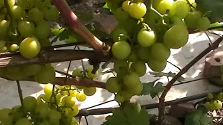 Сорт винограда "Прима Украины" - сезон 2019 # Grape sort "Prima Ukrainy"