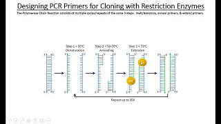 Designing PCR Primers