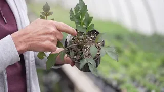 COLD WEATHER ON CROPS: The start of spring seeding at Wenninghoff Farm