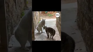 stupid cat fights - funny cat videos collection 2024