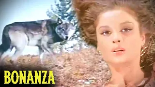 Hunting Wolves | Bonanza | Dark Star