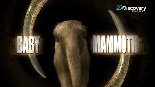 Baby Mammoth | Viewer's Choice Top 20