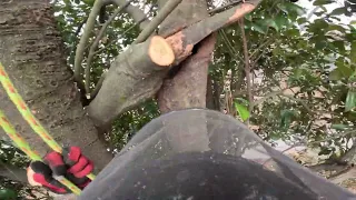 REMOVING A MAGNOLIA TREE