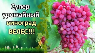 ВЕЛЕС - СУПЕР УРОЖАЙНЫЙ, РАННИЙ ВИНОГРАД! ХАРАКТЕРИСТИКА СОРТА, ОПИСАНИЕ, ОБЗОР, ОТЗЫВ.