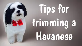 Trim a HAVANESE dog or a HAVACHON. An easy maintenance haircut.