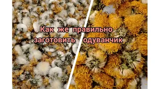 Какой пригоден одуванчик для чая. Показываю виды сушенного одуванчика.